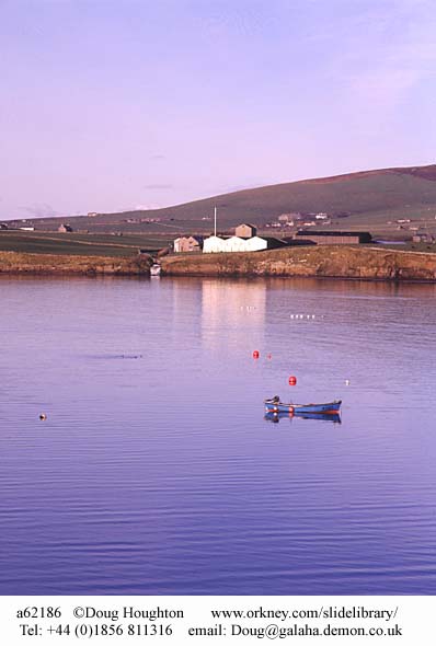 Scapa1